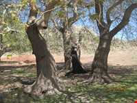 چنار کهنسال کرخنگان