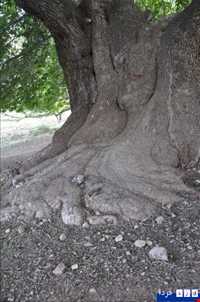 چنار کهنسال کرخنگان