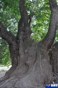 چنار کهنسال کرخنگان