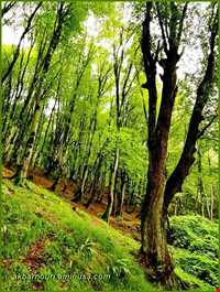 پارک جنگلی ناهارخوران