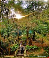 پارک جنگلی ناهارخوران