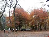 پارک جنگلی ناهارخوران