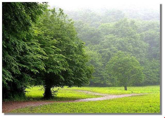 پارک جنگلی ناهارخوران