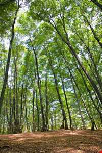 پارک جنگلی ناهارخوران