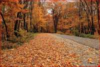 پارک جنگلی ناهارخوران