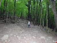 پارک جنگلی ناهارخوران