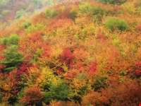 پارک جنگلی ناهارخوران