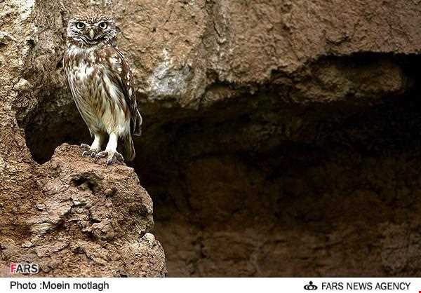 منطقه حفاظت شده جهان نما