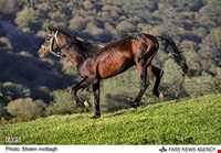 منطقه حفاظت شده جهان نما