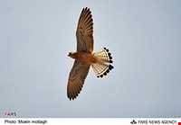 منطقه حفاظت شده جهان نما