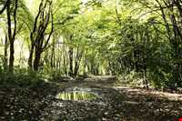 پارک جنگلی دلند