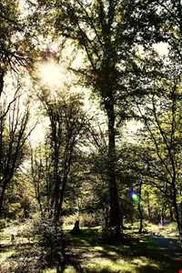 پارک جنگلی دلند