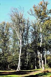 پارک جنگلی دلند