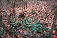 پارک جنگلی دلند