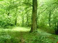 پارک جنگلی دلند