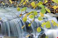 پارک جنگلی دلند