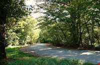 پارک جنگلی دلند