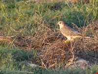 تالاب گمیشان