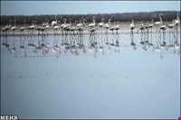 تالاب گمیشان