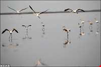 تالاب گمیشان