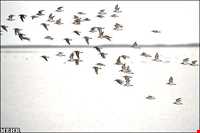 تالاب گمیشان