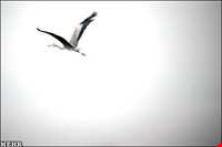 تالاب گمیشان