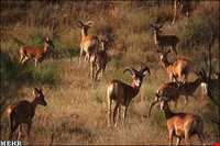 Golestan National Park