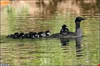 Golestan National Park