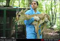 Golestan National Park