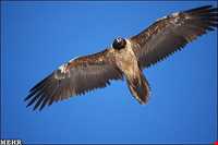 Golestan National Park