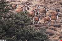 Golestan National Park