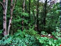 Golestan National Park