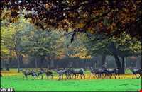 پارک ملی گلستان