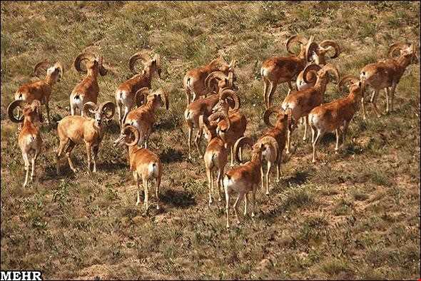 پارک ملی گلستان