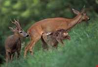 پارک ملی گلستان