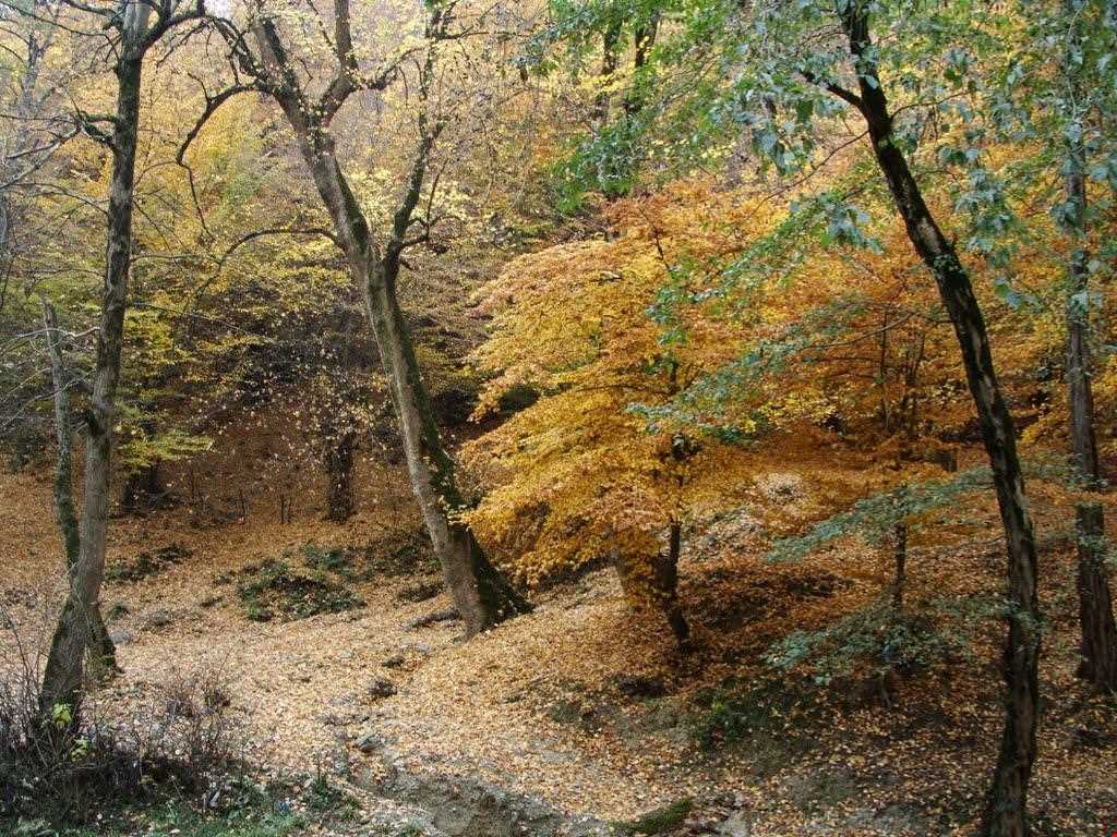 روستای زیارت