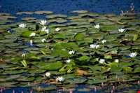 سراب نیلوفر