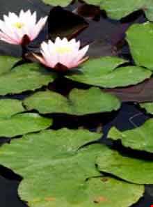 سراب نیلوفر