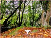 Natural park of Alandareh