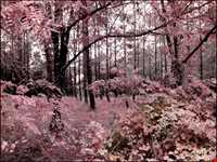 Natural park of Alandareh