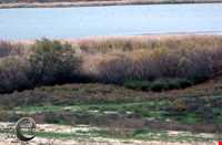 تالاب آجی گل