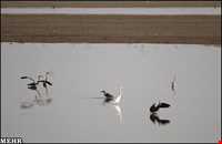 تالاب آجی گل