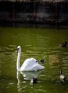 باغ پرندگان صدف