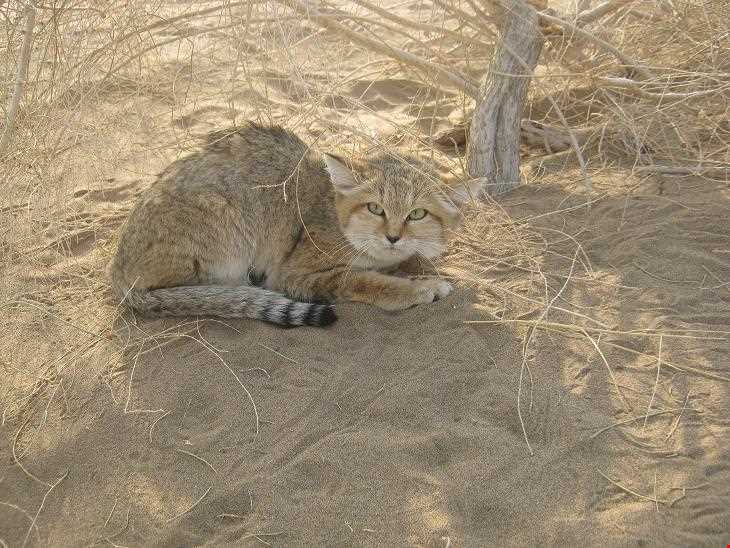 کویر همت آباد