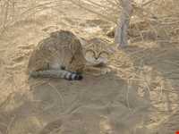 کویر همت آباد