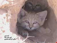 کویر همت آباد