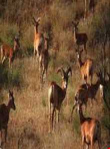 منطقه شکار ممنوع چلچلی