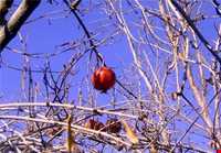 روستای تاریخی آرند