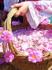 Rose Water Distillation Ceremony ( Golab Giri )