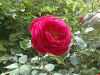 Rose Water Distillation Ceremony ( Golab Giri )